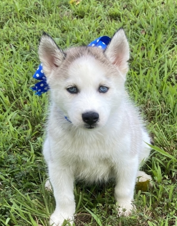 comprar cachorros sanos, baratos y asequibles para la venta